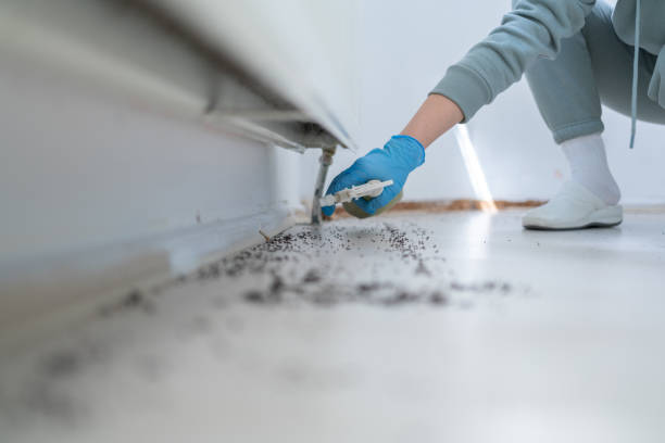 Best Residential Pest Control  in Discovery Harbour, HI